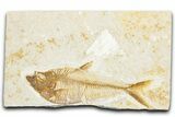 Detailed Fossil Fish (Diplomystus) - Wyoming #340130-1